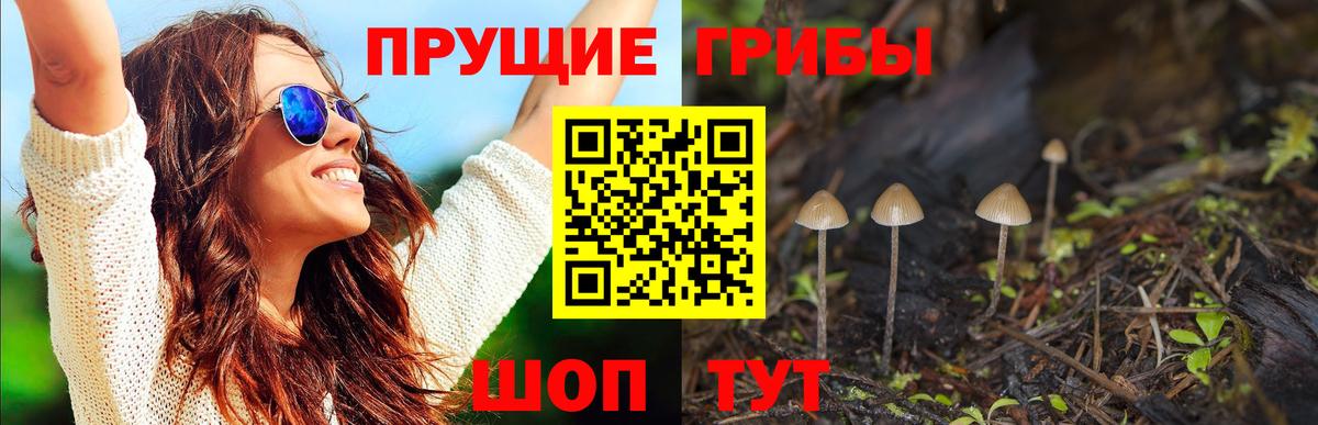 Псилоцибиновые грибы Cubensis Зеленодольск
